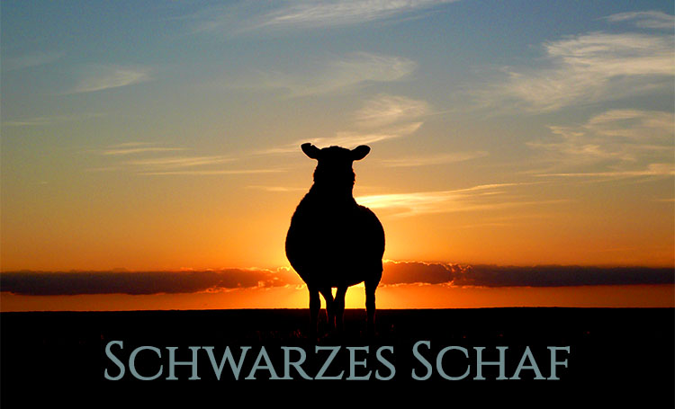 Schaf auf einer Weide vorm Sonnenuntergang 